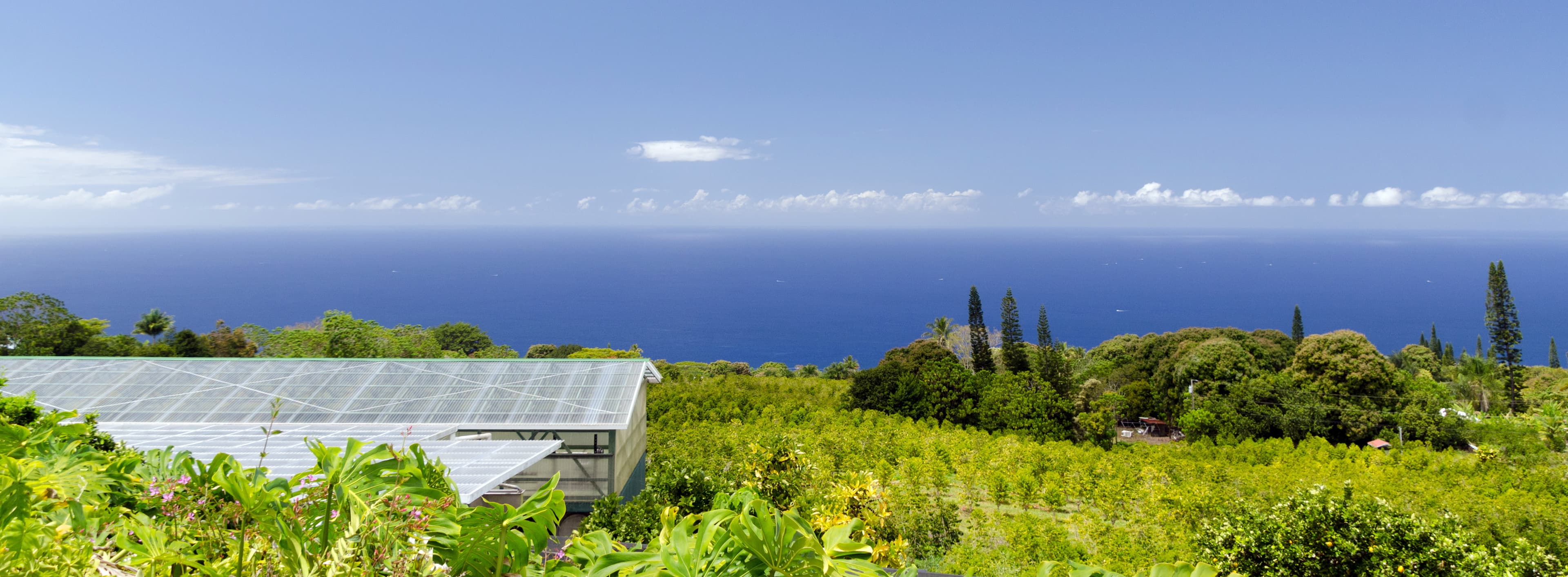 Kona Coffee Farm